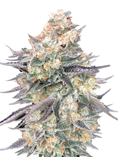 Blue Dream | PHOTOFEM | 00 Seeds - Freigestellt 2026-10-09
