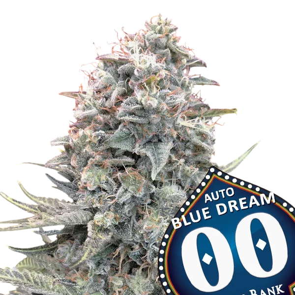 Blue Dream Auto – Galerieansicht