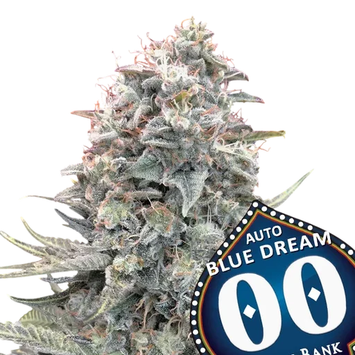 Blue Dream Auto | AUTOFEM | 00 Seeds - Freigestellt 2026-10-09