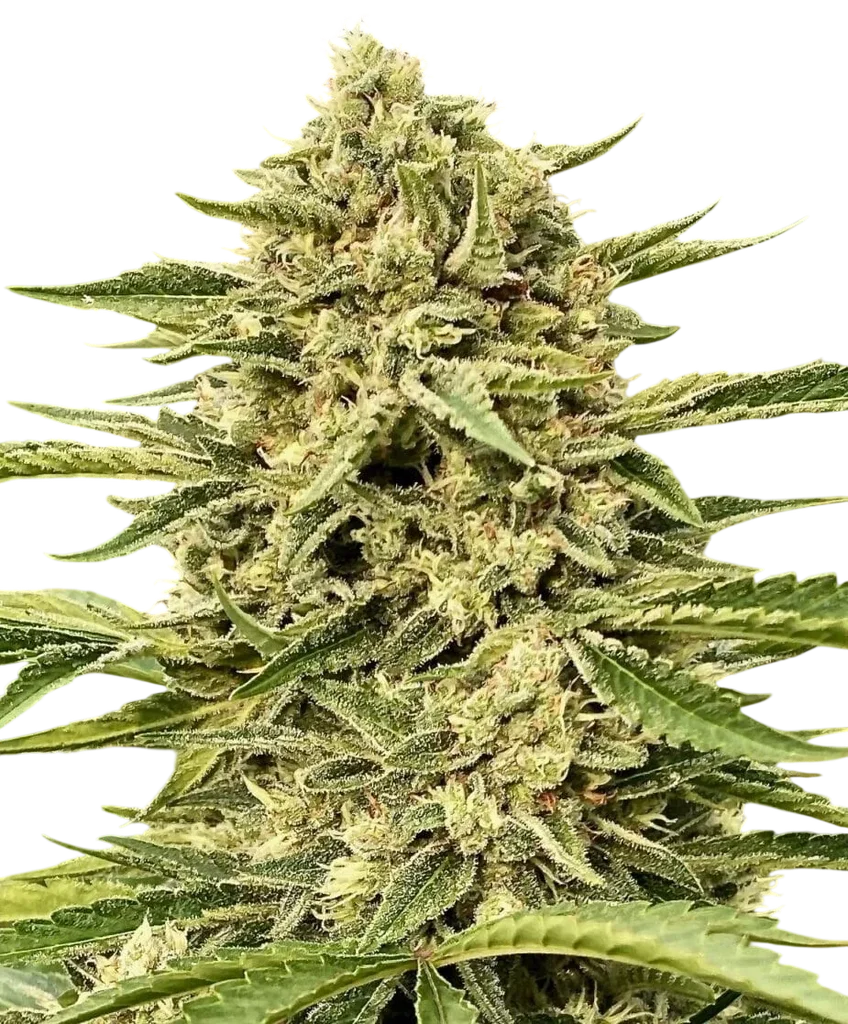 Blue Dream Auto – Galerieansicht