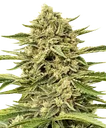 Blue Dream Auto | AUTOFEM | Atlas Seed - Freigestellt 2026-10-09