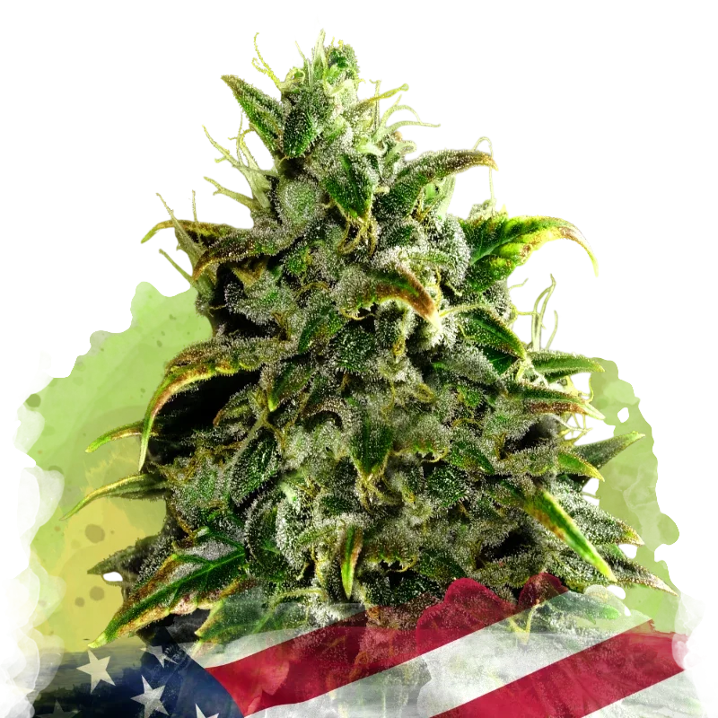 Blue Dream Auto – Galerieansicht