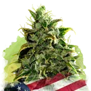 Blue Dream Auto | AUTOFEM | Nirvana Seeds - Freigestellt 2026-10-09