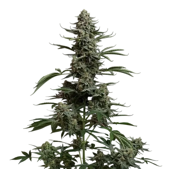 Blue Dream Auto – Galerieansicht