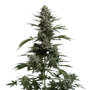 Blue Dream Auto | AUTOFEM | Seedsman - Freigestellt 2026-10-09