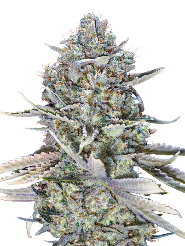 Blue Dream FAST – Galerieansicht