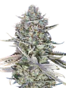 Blue Dream FAST | PHOTOFEM | 00 Seeds - Freigestellt 2026-10-09