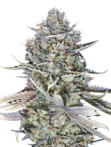 Blue Dream FAST | PHOTOFEM | 00 Seeds - Freigestellt 2026-10-09