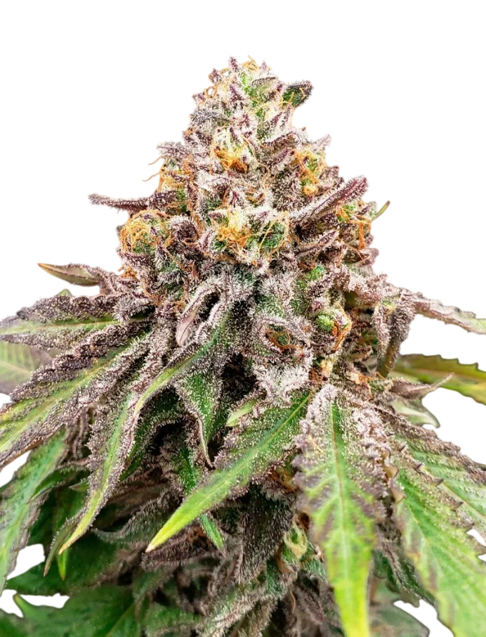 Blue Haze x Gelato 41 Auto – Galerieansicht