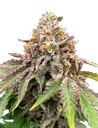 Blue Haze x Gelato 41 Auto | AUTOFEM | Greenhouse Seed Co. - Freigestellt 2026-10-09