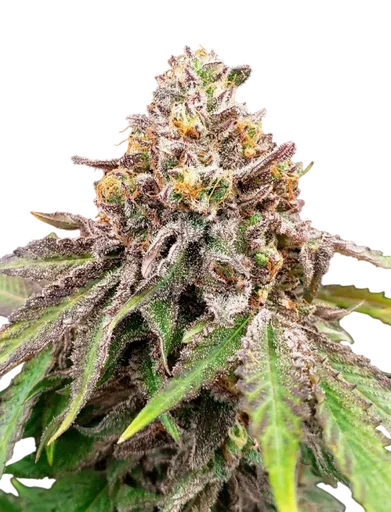 Blue Haze x Gelato 41 Auto | AUTOFEM | Greenhouse Seed Co. - Freigestellt 2026-10-09