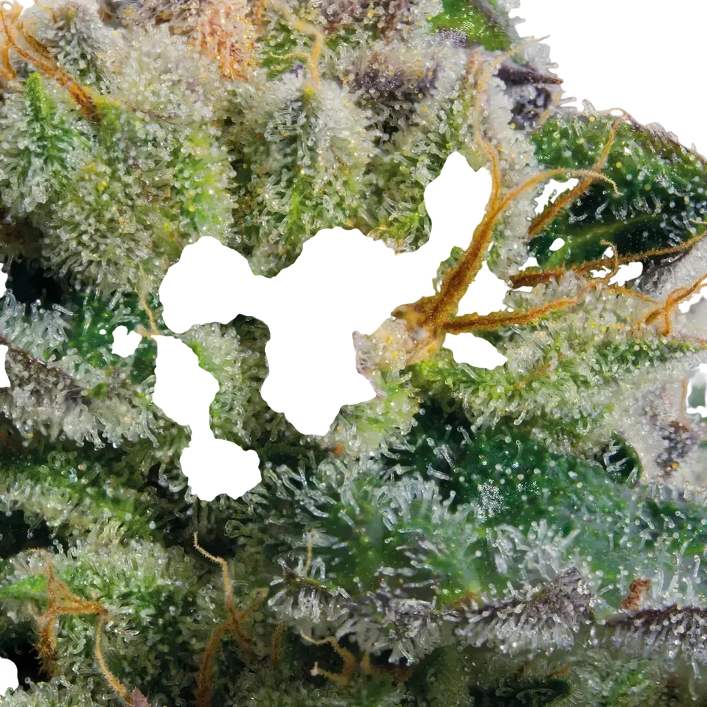 Blue Kush Berry – Galerieansicht