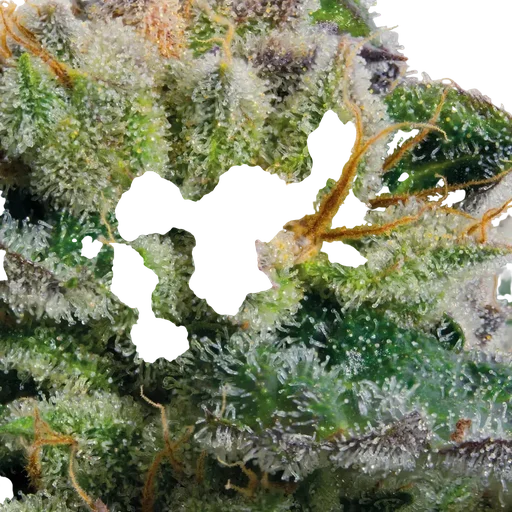 Blue Kush Berry | PHOTOFEM | Paradise Seeds - Freigestellt 2026-10-09
