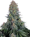 Blue Skunk | PHOTOFEM | Sensi Seeds - Freigestellt 2026-10-09