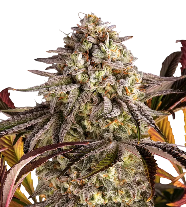 Blue Sunset Sherbert – Galerieansicht