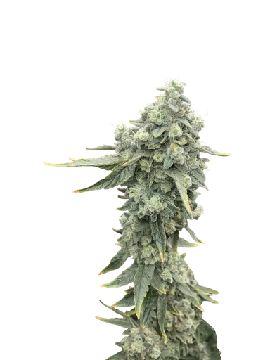 Boof Boss | PHOTOFEM | Elev8 Seeds - Freigestellt 2026-10-09