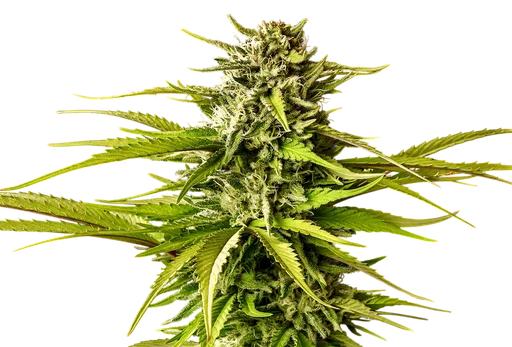 Break-Up Cake | PHOTOFEM | Kannabia Seeds - Freigestellt 2026-10-09
