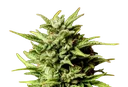 Break-Up Cake Auto | AUTOFEM | Kannabia Seeds - Freigestellt 2026-10-09