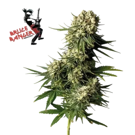 Bruce Banger | PHOTOFEM | Seedsman - Freigestellt 2026-10-09