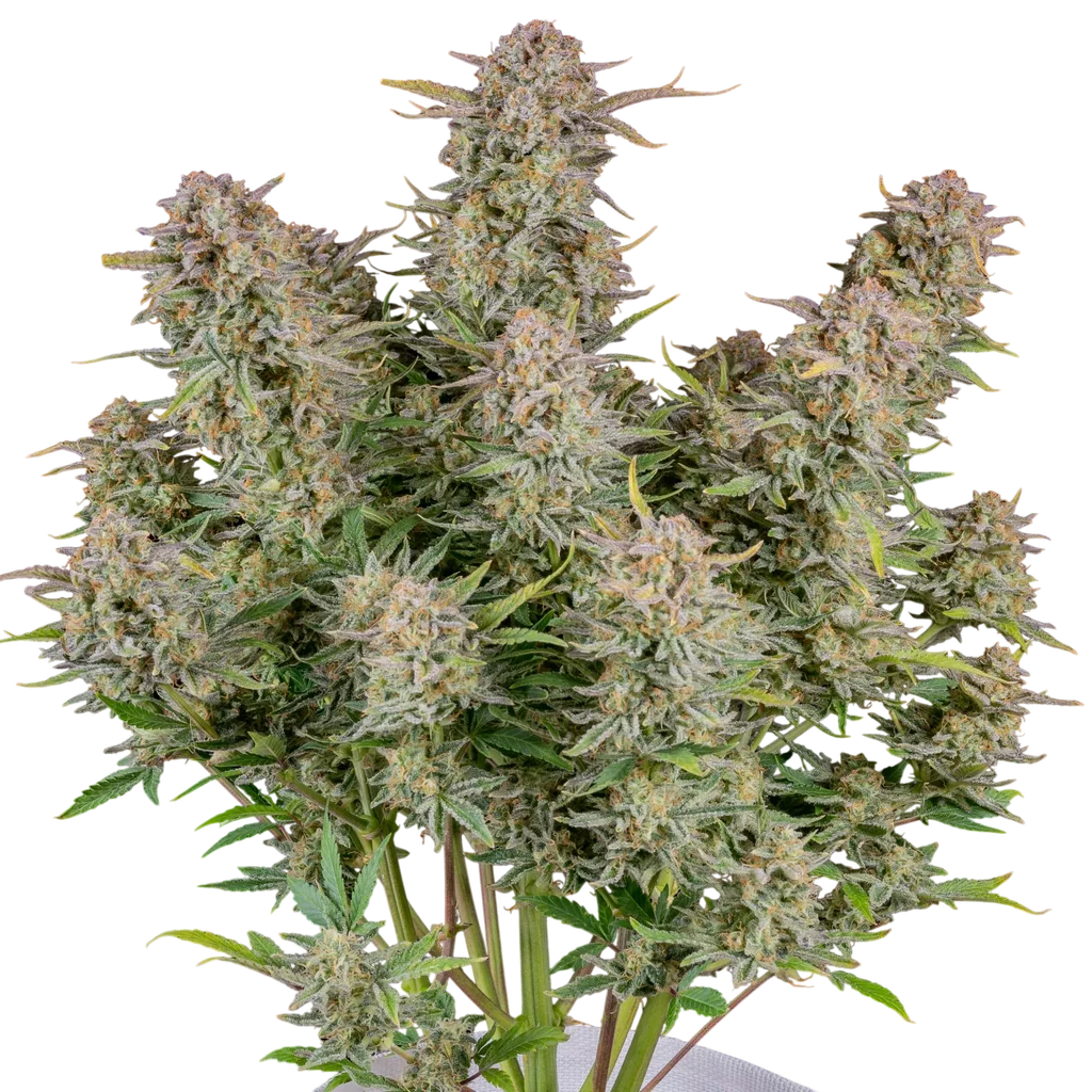 Bruce Banner Auto – Galerieansicht