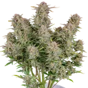Bruce Banner Auto | AUTOFEM | Fast Buds - Freigestellt 2026-10-09