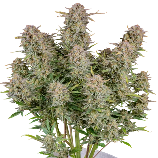 Bruce Banner Auto | AUTOFEM | Fast Buds - Freigestellt 2026-10-09