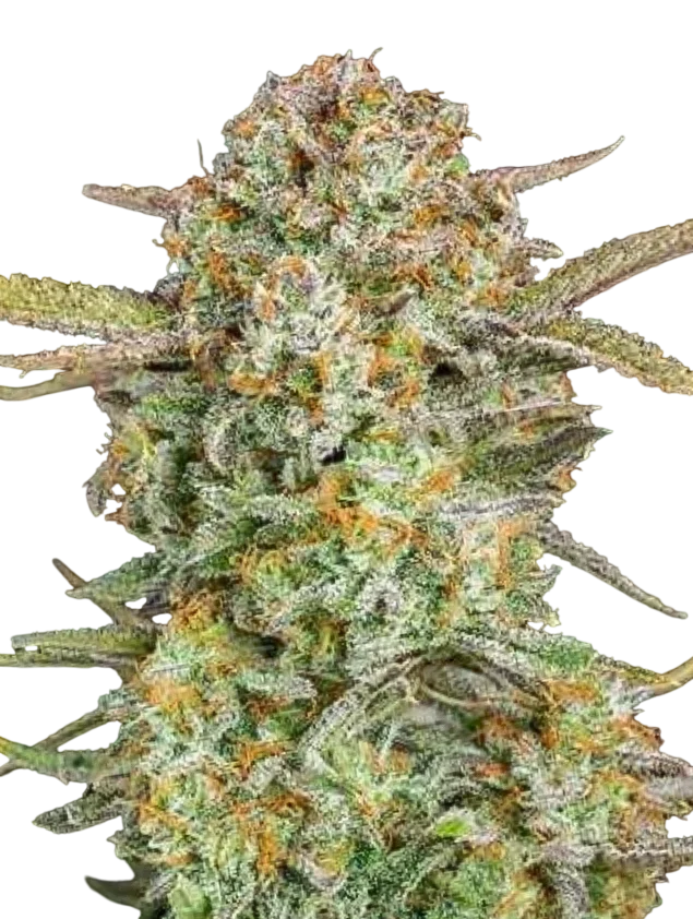 Bruce Banner XXL Auto – Galerieansicht