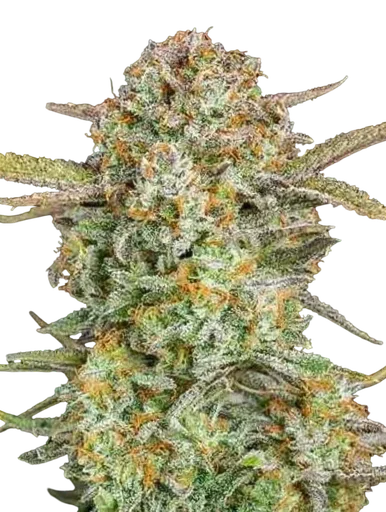Bruce Banner XXL Auto | AUTOFEM | Advanced Seeds - Freigestellt 2026-10-09
