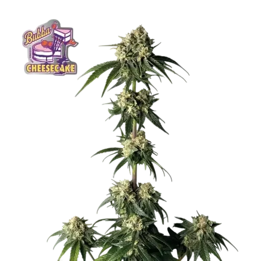 Bubba Cheesecake | PHOTOFEM | Seedsman - Freigestellt 2026-10-09