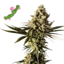 Bubba Kush | PHOTOFEM | Seedsman - Freigestellt 2026-10-09