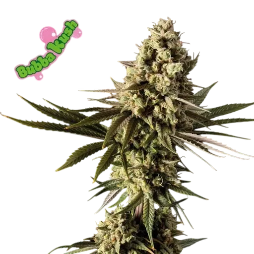 Bubba Kush | PHOTOFEM | Seedsman - Freigestellt 2026-10-09