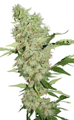 Bubble Gum | PHOTOREG | Serious Seeds - Freigestellt 2026-10-09