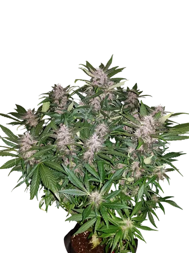 C4 Auto | AUTOFEM | Fast Buds - Freigestellt 2026-10-09