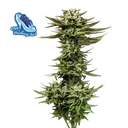 C99 x Blueberry Fast | PHOTOFEM | Seedsman - Freigestellt 2026-10-09