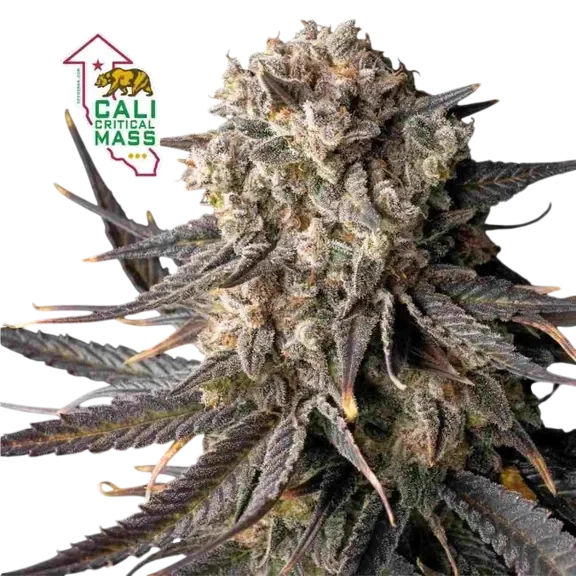 Cali Critical Mass – Galerieansicht