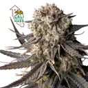 Cali Critical Mass | PHOTOFEM | Seedsman - Freigestellt 2026-10-09