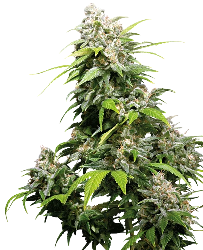 California Indica – Galerieansicht