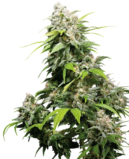 California Indica | PHOTOFEM | Sensi Seeds - Freigestellt 2026-10-09