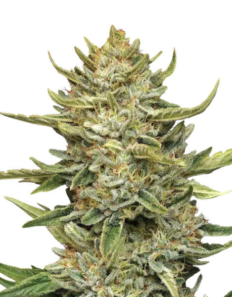 California Sour Diesel Auto – Galerieansicht