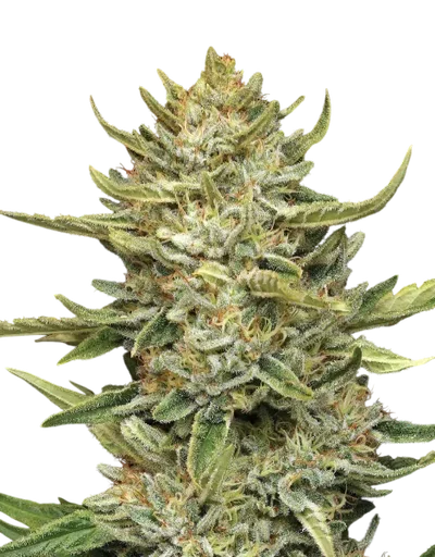 California Sour Diesel Auto | AUTOFEM | Humboldt Seed Co. - Freigestellt 2026-10-09