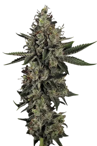 Candy Breath | PHOTOFEM | Paradise Seeds - Freigestellt 2026-10-09