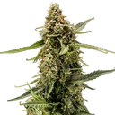 Titan F1 Auto | AUTOFEM | Royal Queen Seeds - Freigestellt 2026-10-09