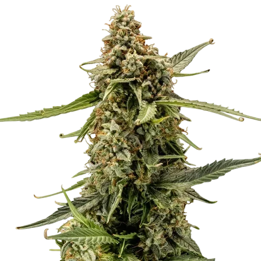 Titan F1 Auto | AUTOFEM | Royal Queen Seeds - Freigestellt 2026-10-09