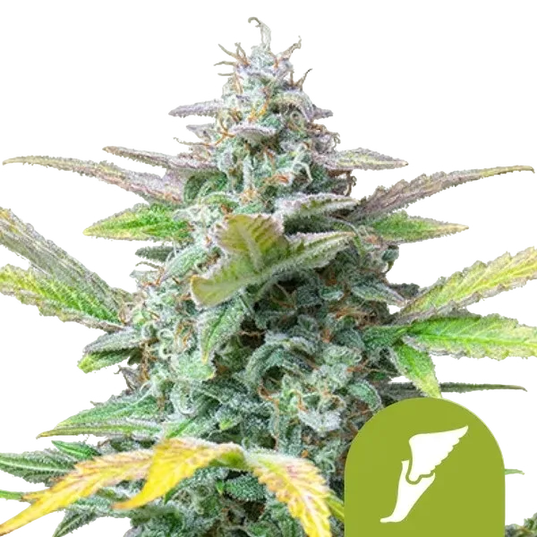 Quick One | AUTOFEM | Royal Queen Seeds - vorheriges Hauptbild