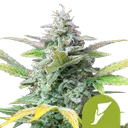 Quick One | AUTOFEM | Royal Queen Seeds - vorheriges Hauptbild