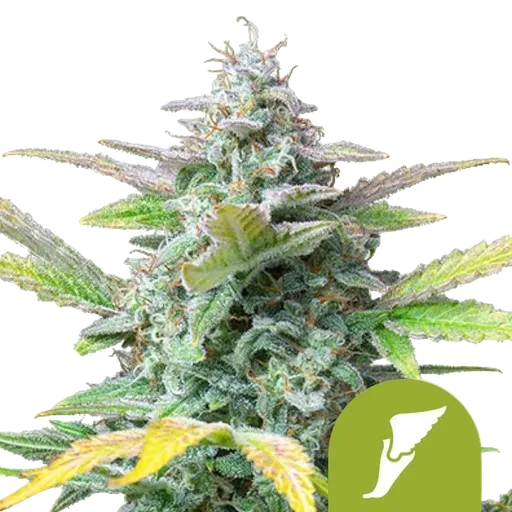 Quick One | AUTOFEM | Royal Queen Seeds - vorheriges Hauptbild