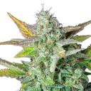 Quick One | AUTOFEM | Royal Queen Seeds - Freigestellt 2026-05-12