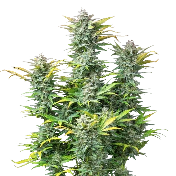 Quick One | AUTOFEM | Royal Queen Seeds - Freigestellt 2026-05-12