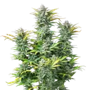 Quick One | AUTOFEM | Royal Queen Seeds - Freigestellt 2026-05-12