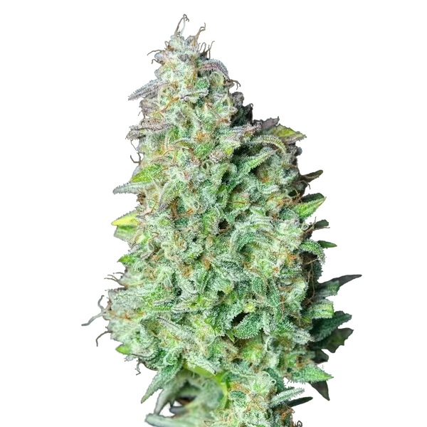 Quick One | AUTOFEM | Royal Queen Seeds - Freigestellt 2026-05-12